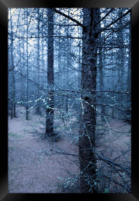 Mossy Branch Framed Print by Svetlana Sewell