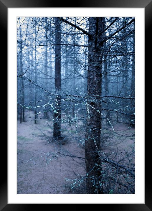 Mossy Branch Framed Mounted Print by Svetlana Sewell