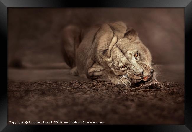 Lioness Framed Print by Svetlana Sewell