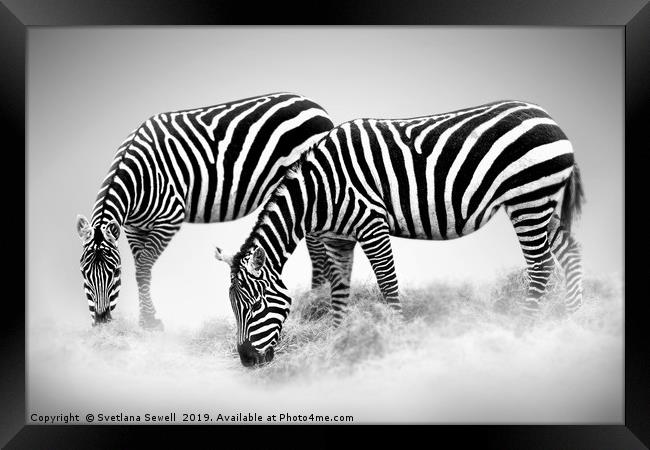 Zebras Framed Print by Svetlana Sewell