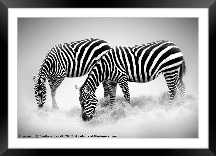 Zebras Framed Mounted Print by Svetlana Sewell