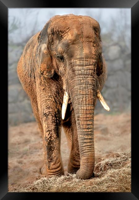 Elephant Framed Print by Svetlana Sewell