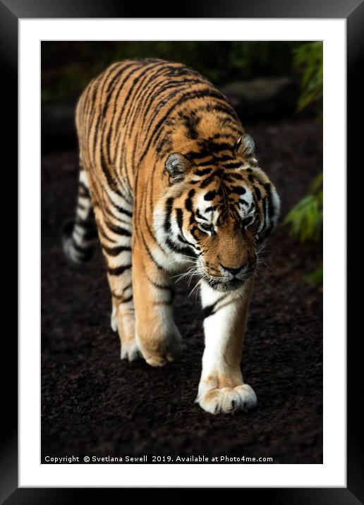 Tiger Framed Mounted Print by Svetlana Sewell