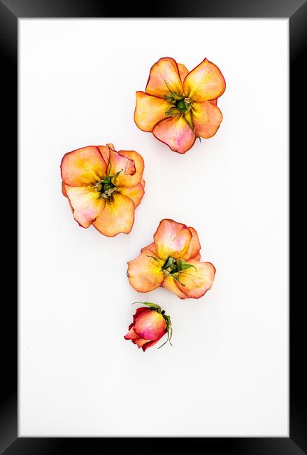 Dry Roses Framed Print by Svetlana Sewell