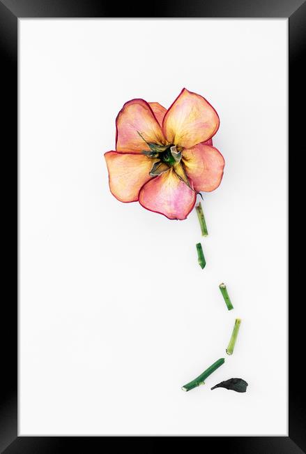 Dry Rose Framed Print by Svetlana Sewell