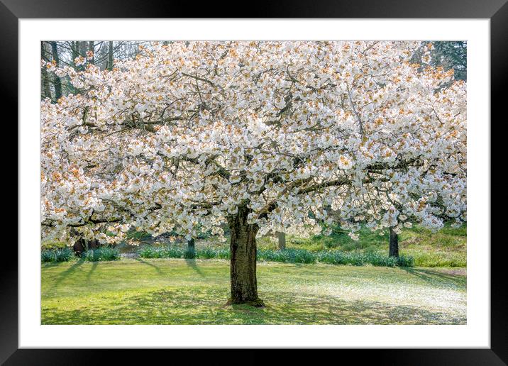 Cherry Blossom Tree Framed Mounted Print by Svetlana Sewell