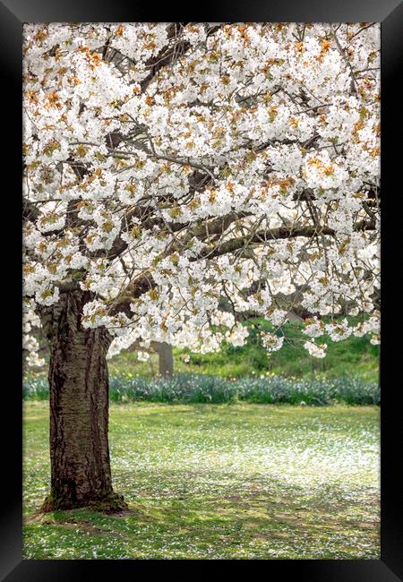 Cherry Blossom Tree Framed Print by Svetlana Sewell