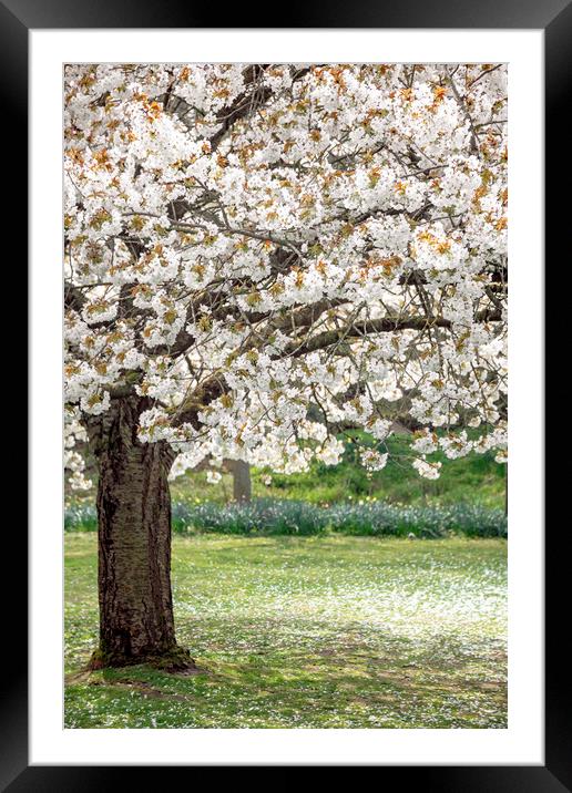 Cherry Blossom Tree Framed Mounted Print by Svetlana Sewell