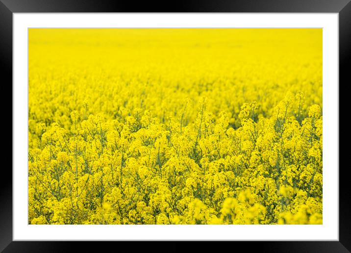 Rapes field Framed Mounted Print by Svetlana Sewell