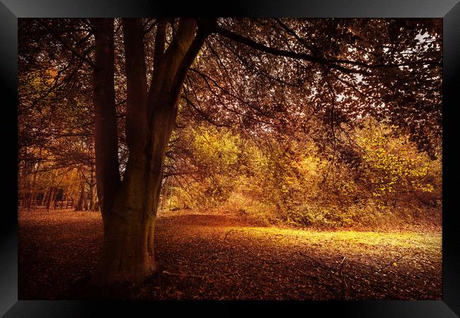 Under Autumn Branches Framed Print by Svetlana Sewell