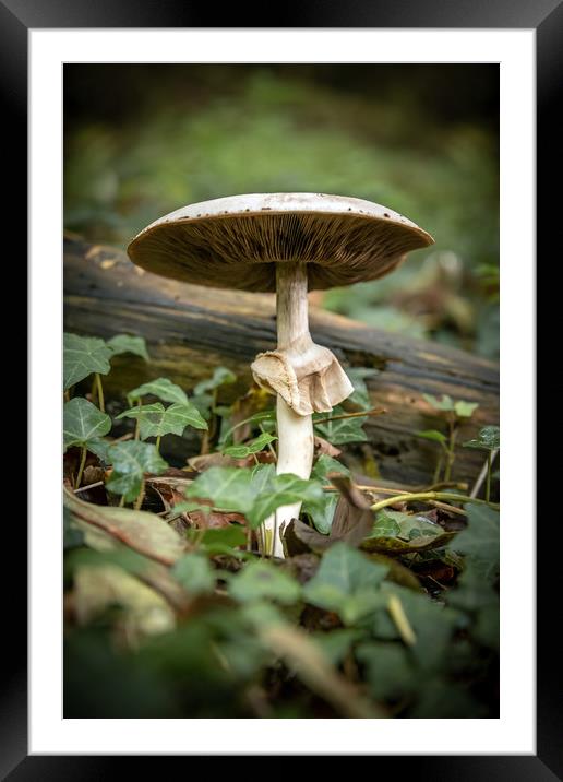 Mushroom Framed Mounted Print by Svetlana Sewell