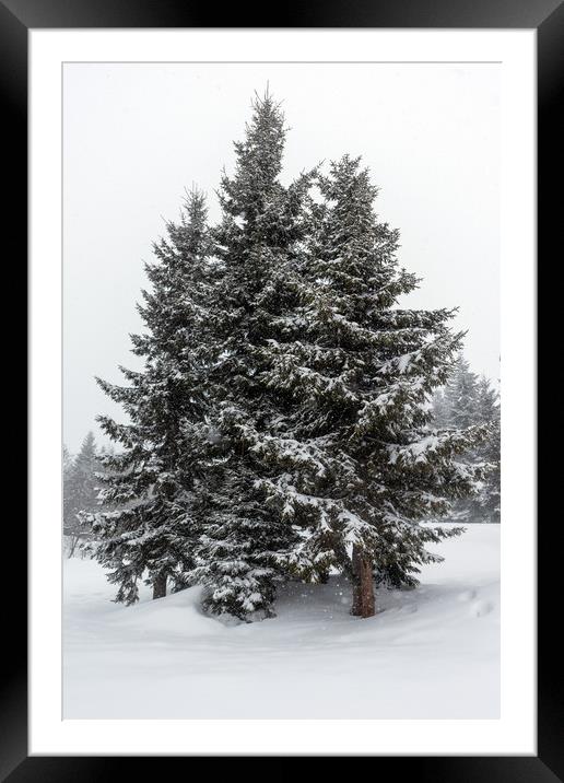 Pine Trees Framed Mounted Print by Svetlana Sewell