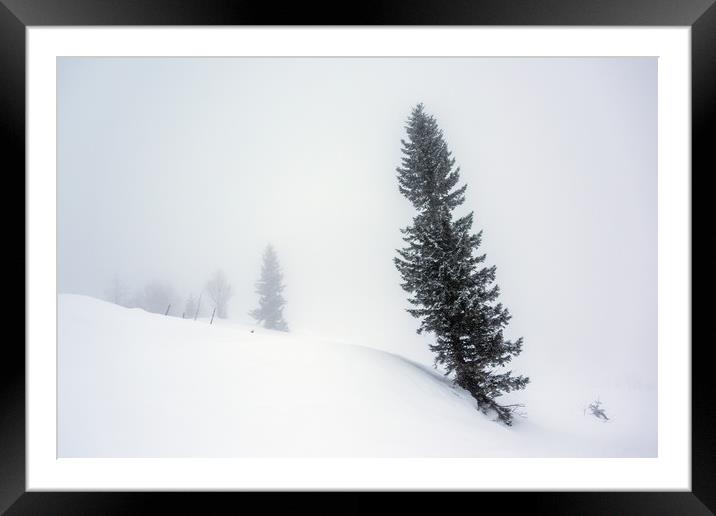 Winter Pine Tree Framed Mounted Print by Svetlana Sewell