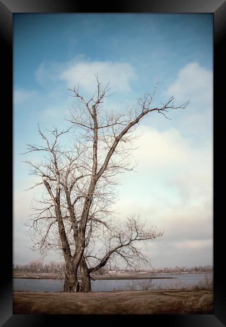Bare Tree Framed Print by Svetlana Sewell