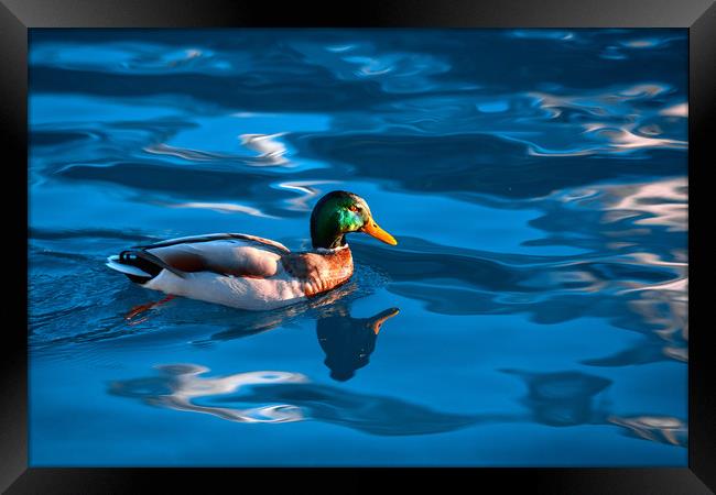 Duck on a Lake Framed Print by Svetlana Sewell