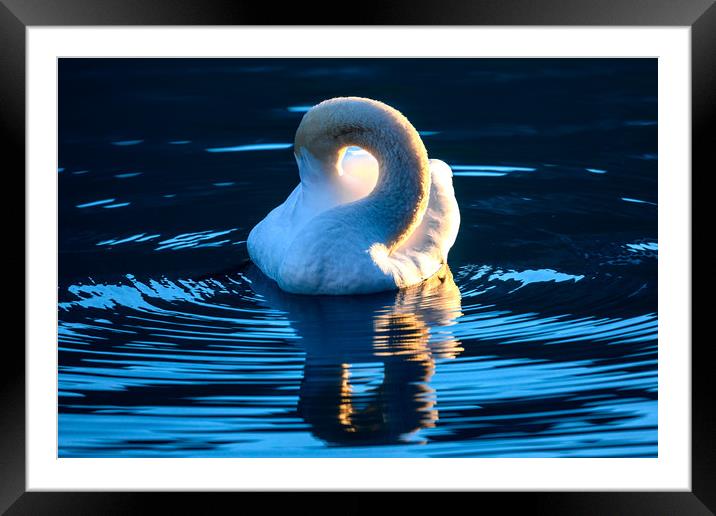 Feathered Time Framed Mounted Print by Svetlana Sewell
