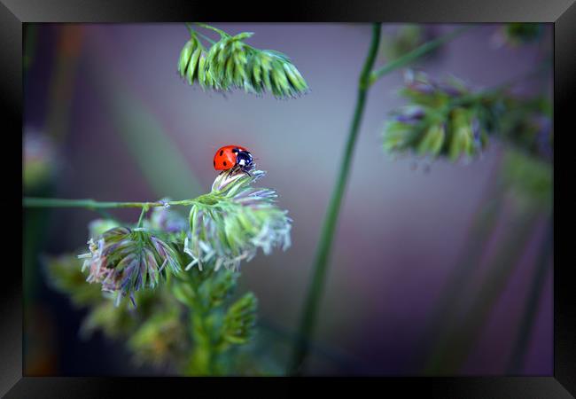 Ladybird Framed Print by Svetlana Sewell
