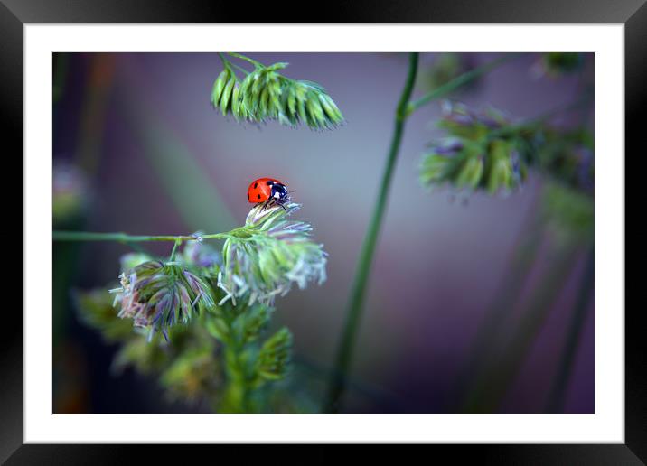 Ladybird Framed Mounted Print by Svetlana Sewell