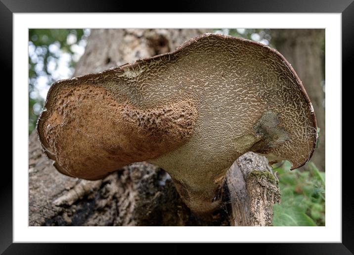 Tree Fungus Framed Mounted Print by Svetlana Sewell