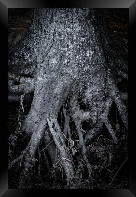 Tree Roots Framed Print by Svetlana Sewell
