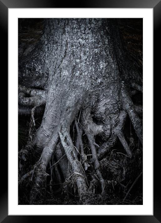 Tree Roots Framed Mounted Print by Svetlana Sewell
