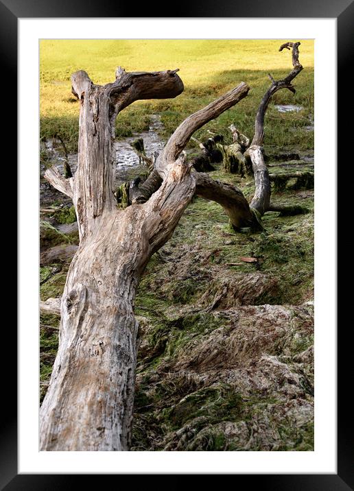 Driftwood in Wrabness Framed Mounted Print by Svetlana Sewell