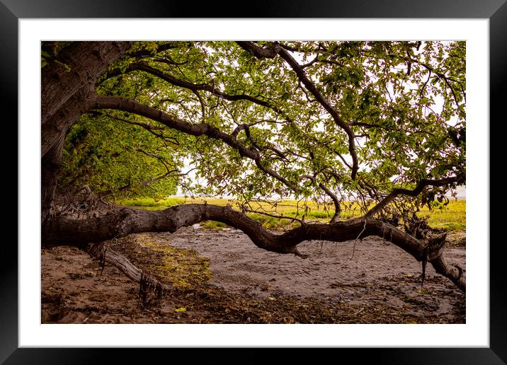 Essex riverside Framed Mounted Print by Svetlana Sewell