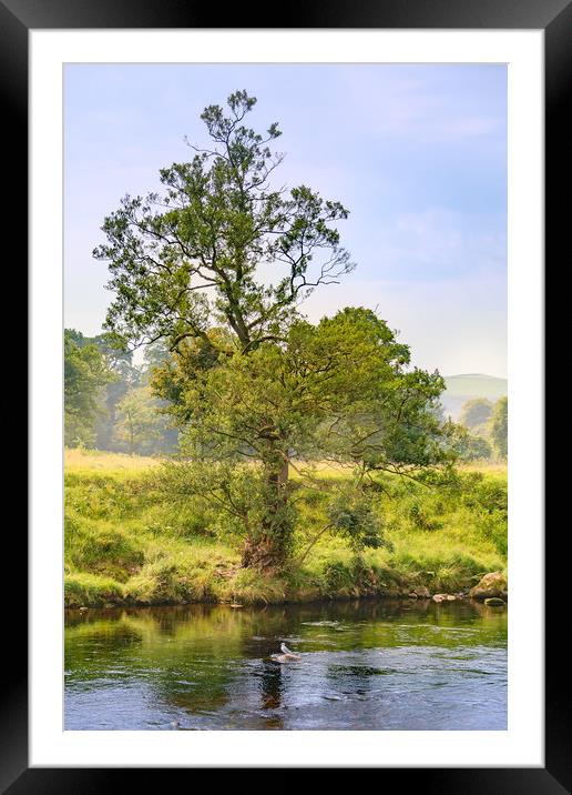 Riverside Tree Framed Mounted Print by Svetlana Sewell