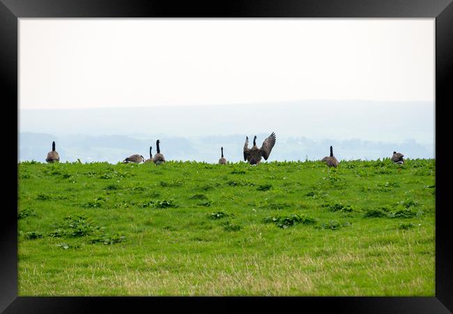 I am the Boss Framed Print by Svetlana Sewell