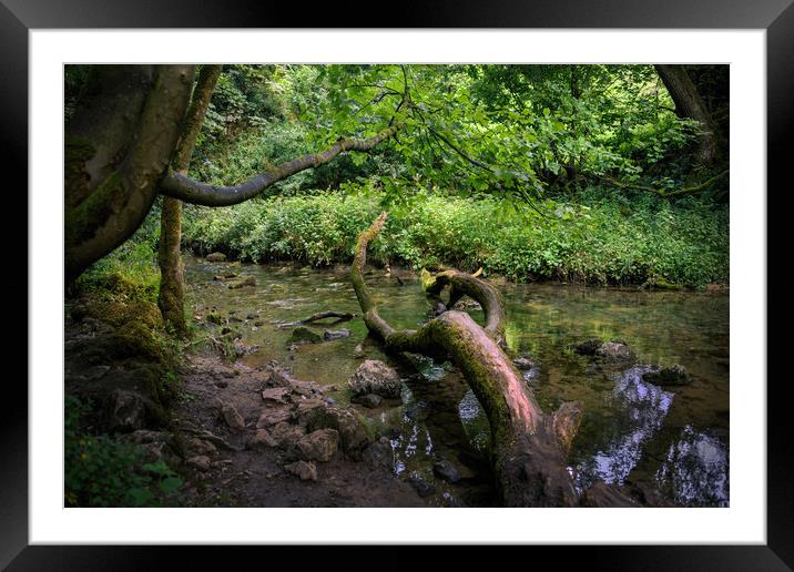 Yorkshire forest Framed Mounted Print by Svetlana Sewell