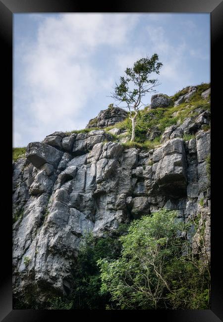 Gordale Scar Tree Framed Print by Svetlana Sewell