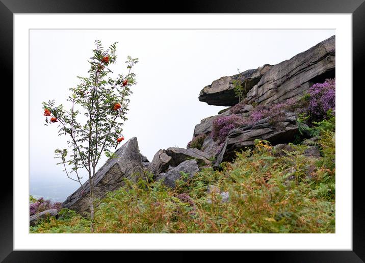Tree on a cliff Framed Mounted Print by Svetlana Sewell