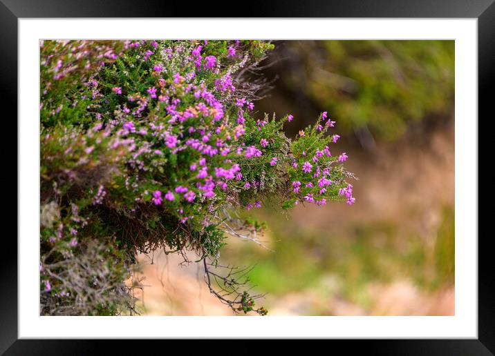 Heather Framed Mounted Print by Svetlana Sewell