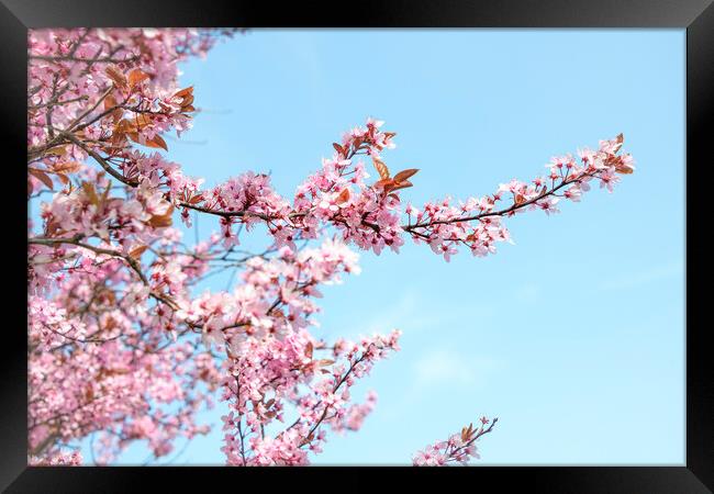 Cherry Blossom Tree Framed Print by Svetlana Sewell
