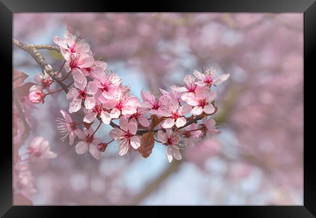 Cherry Blossom Branch Framed Print by Svetlana Sewell