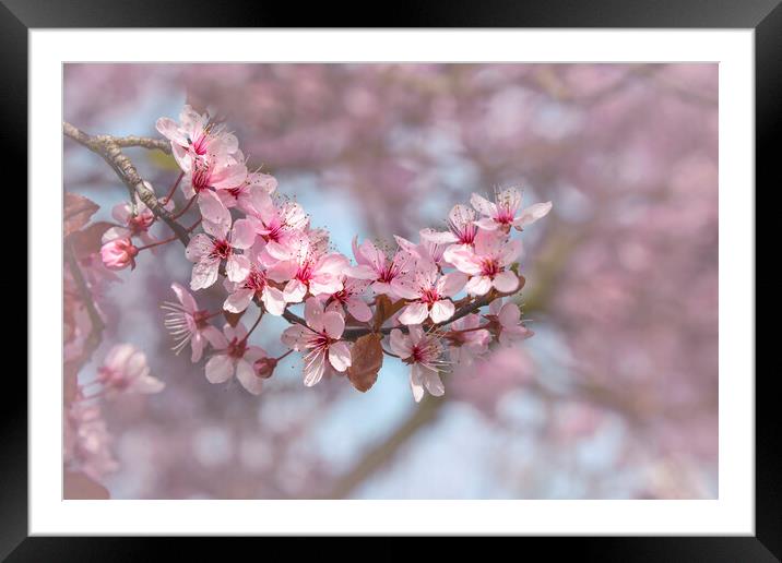 Cherry Blossom Branch Framed Mounted Print by Svetlana Sewell