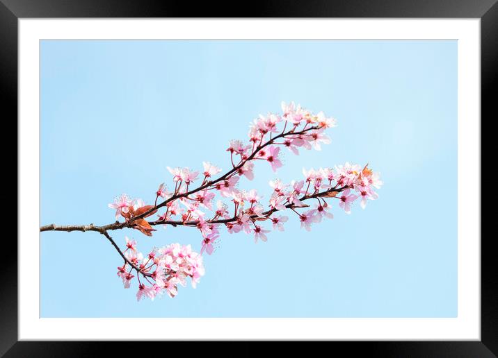 pink flowers Framed Mounted Print by Svetlana Sewell