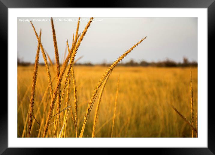 Golden Nature Framed Mounted Print by Anastasiia P.