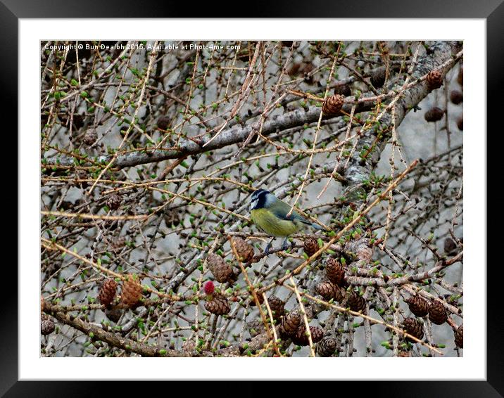  Great Tit Framed Mounted Print by Bun Dealbh