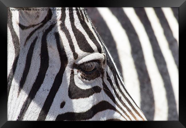 Zebra eye Framed Print by Mark Roper