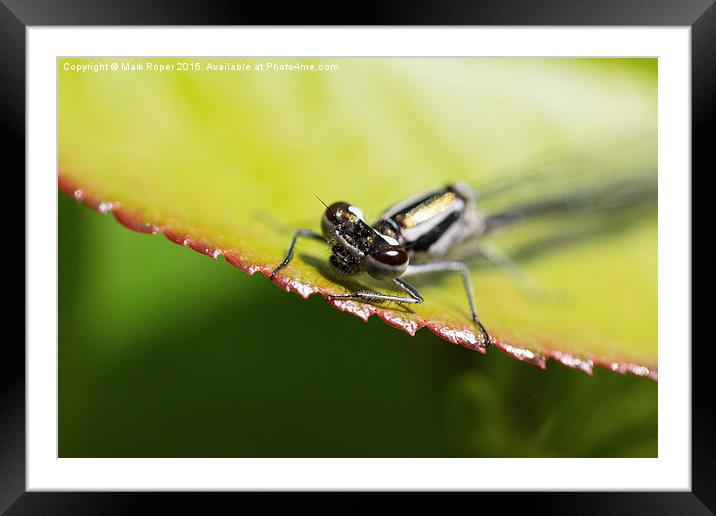 Dragonfly on leaf Framed Mounted Print by Mark Roper