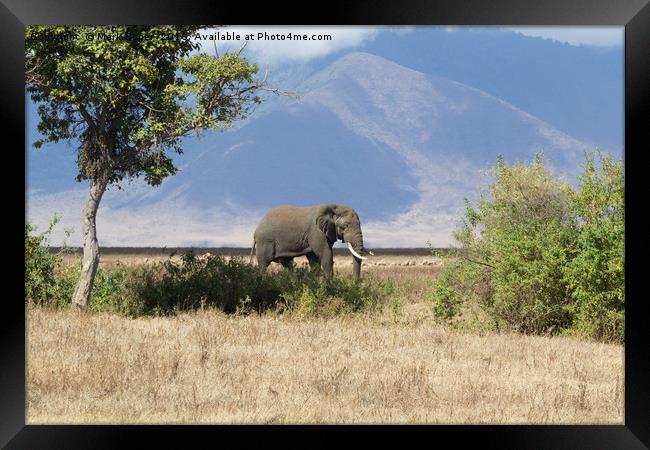 Elephant in Ngorongoro Crater Framed Print by Mark Roper