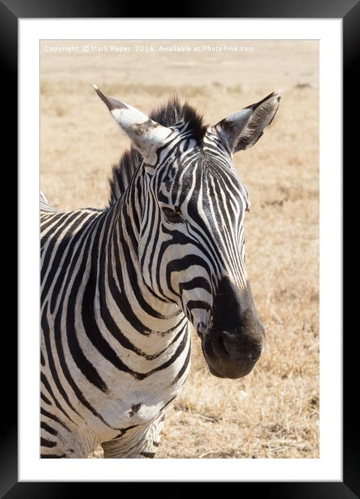 Zebra in Ngorongoro Crater Framed Mounted Print by Mark Roper