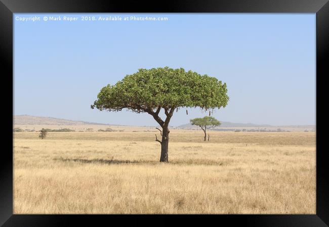 Kigelia Africana tree in Serengeti, Tanzania Framed Print by Mark Roper