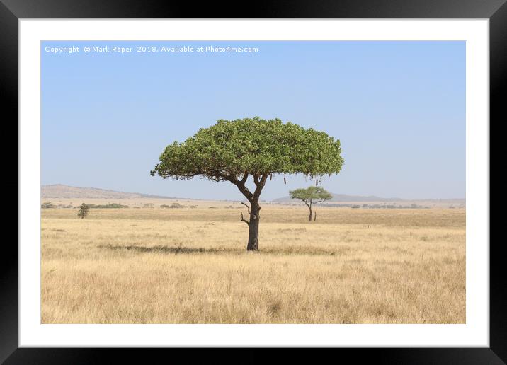 Kigelia Africana tree in Serengeti, Tanzania Framed Mounted Print by Mark Roper