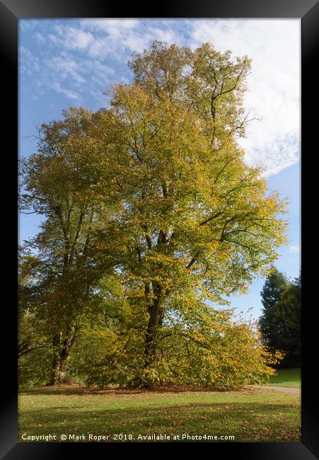 Tree with beautiful autumn colours at Nowton Park Framed Print by Mark Roper