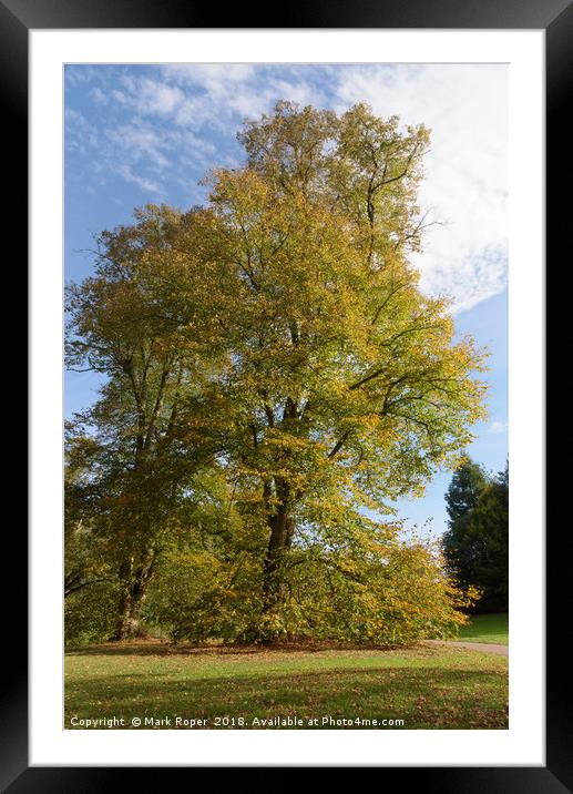 Tree with beautiful autumn colours at Nowton Park Framed Mounted Print by Mark Roper