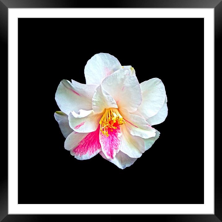  Camellia Japonica Framed Mounted Print by John Vaughan