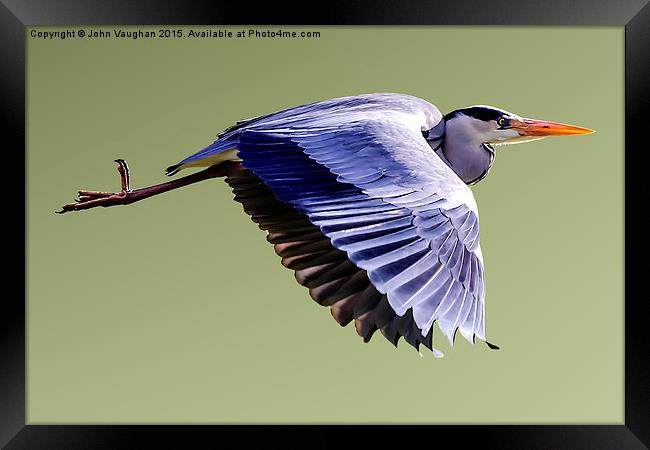  Grey Heron in Flight Framed Print by John Vaughan