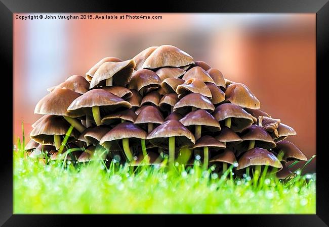  Mushrooms in morning dew Framed Print by John Vaughan